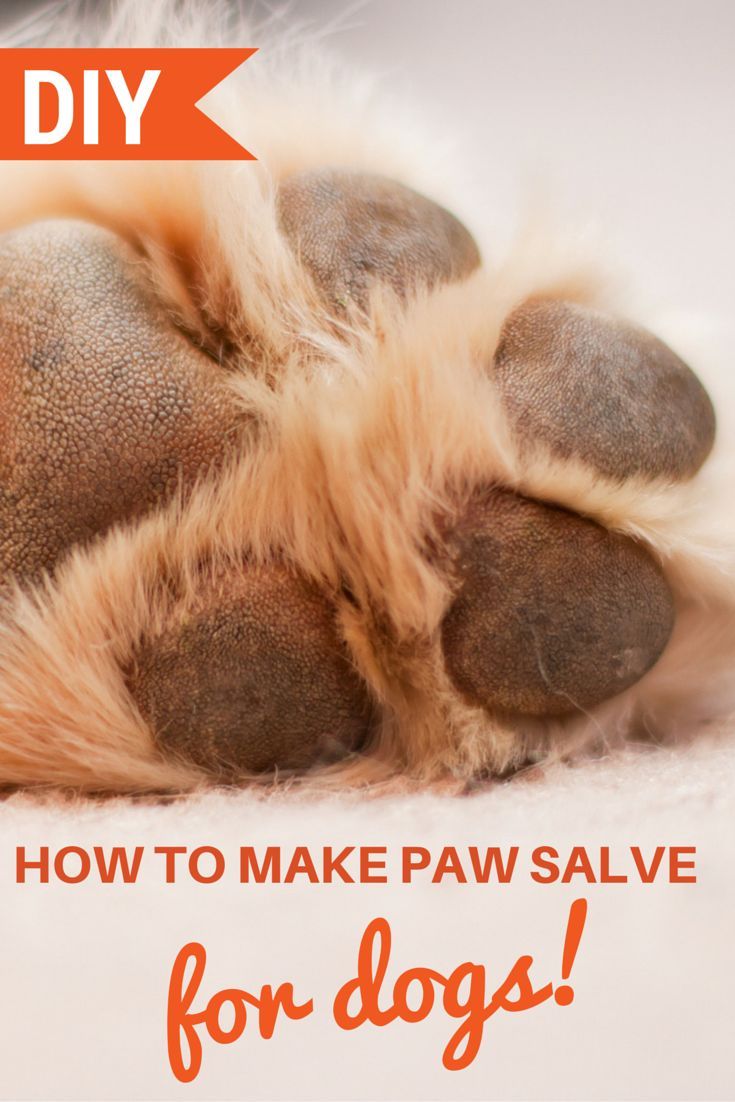 EASY DIY DOG PAW SALVE