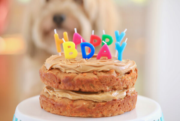 Dog Birthday cake Recipe