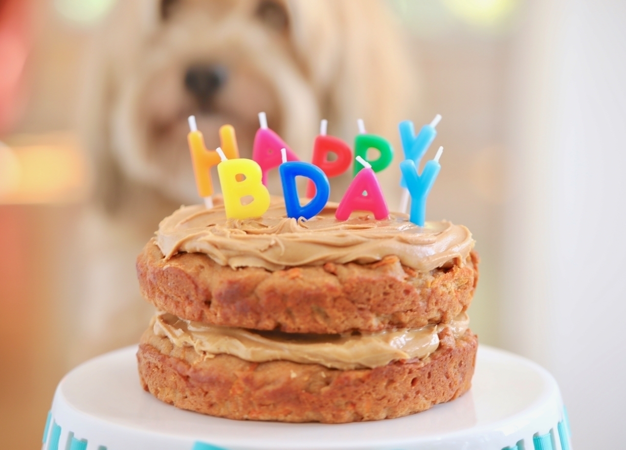 Dog Birthday cake Recipe