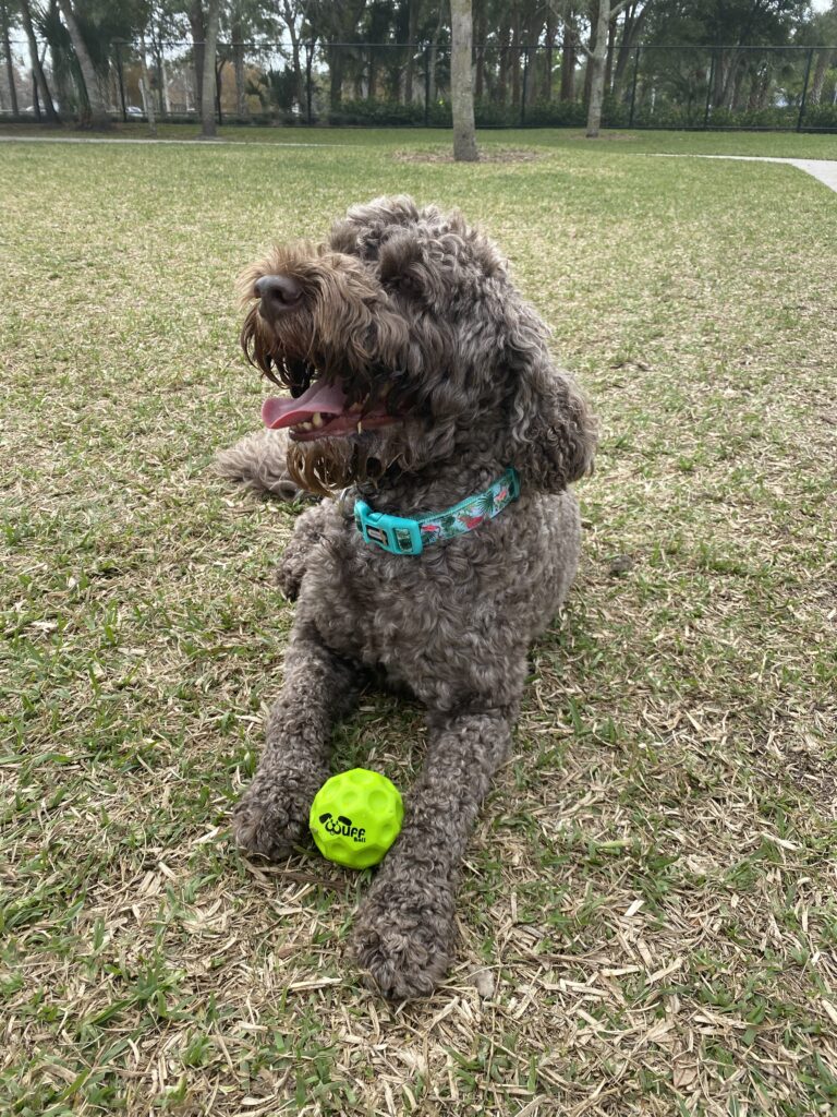 Wuff Ball | Green - The Best Dog Ball Ever!