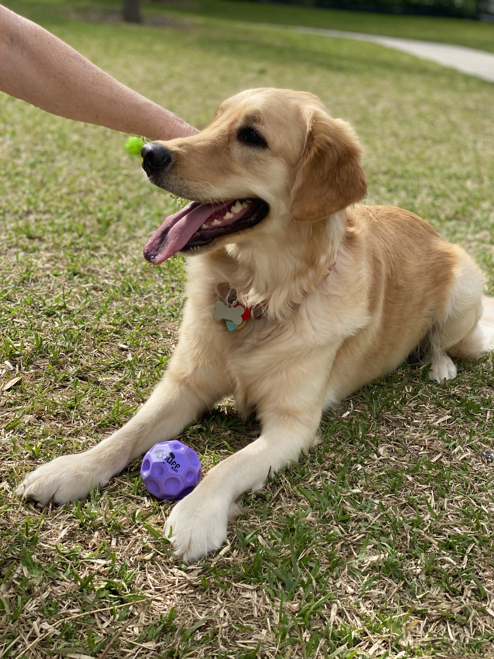 Wuff Ball | Purple - The Best Dog Ball Ever!