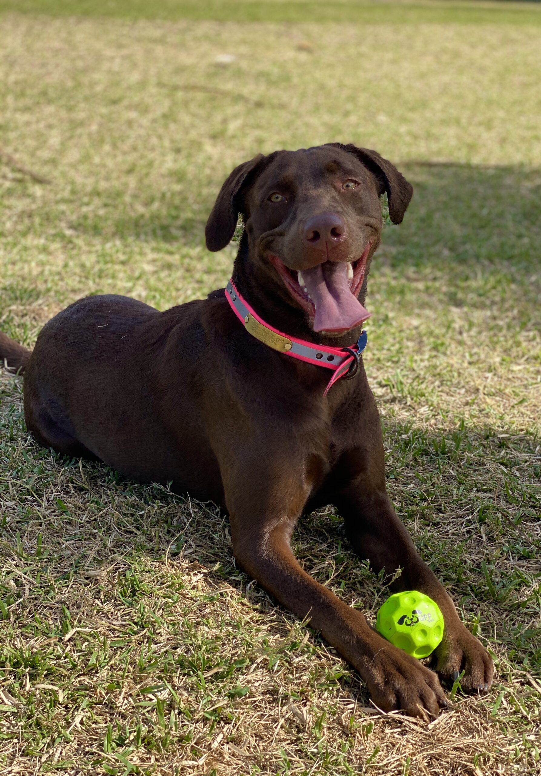 how do you teach a dog to play fetch